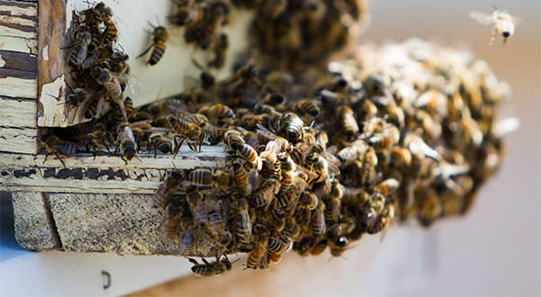 Precision farming | precision beekeeping